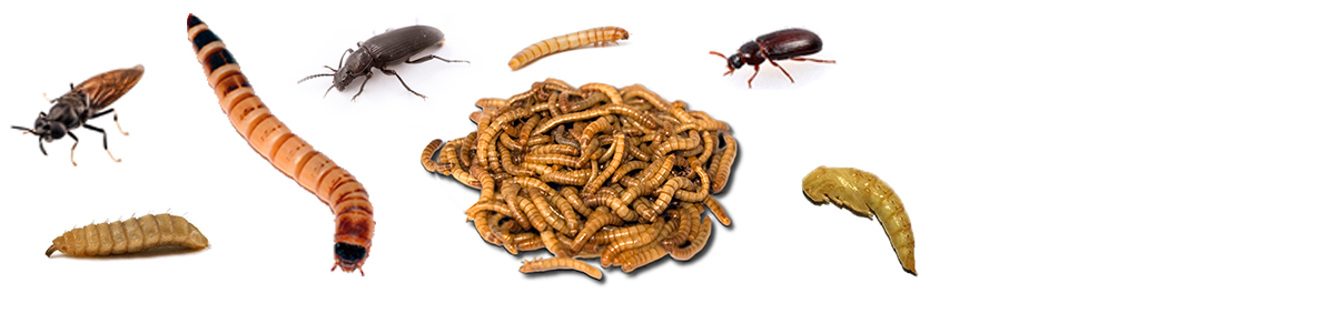 Larva Ve Böcekler
