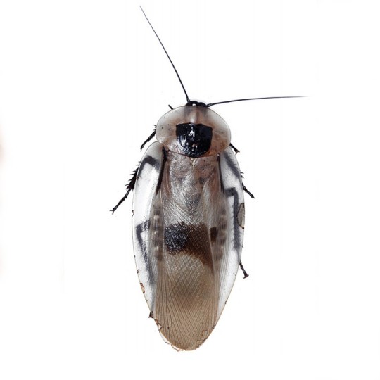 Blaberus Atropos Trinidad