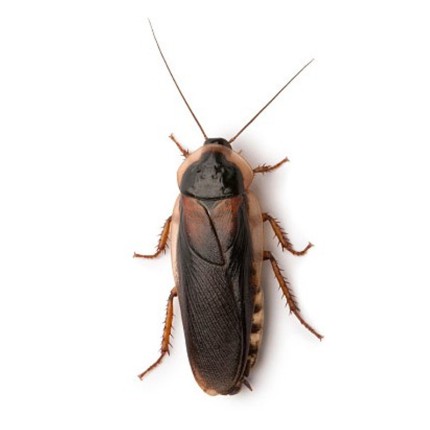 Blaptica Dubia