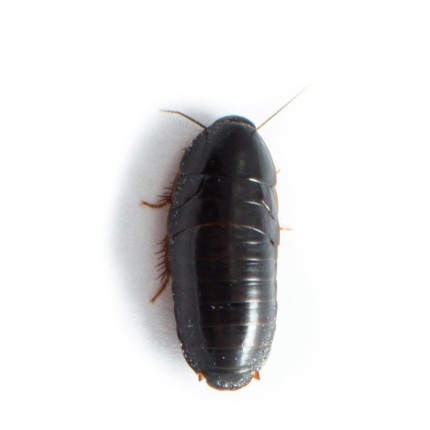 Küçük Kenya Hamamböceği