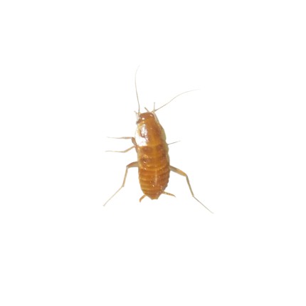 Nocticola Sp. Malezya