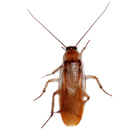 Tartara Blatta Lateralis