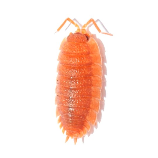 Porcellio Leavis ''Orange''