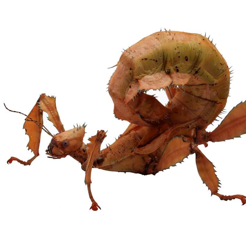 Extatasoma Tiaratum 