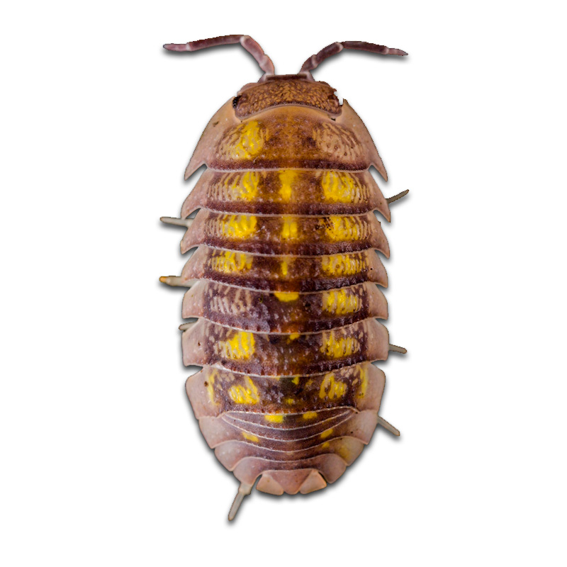Armadillidium Granulatum “Lemon”